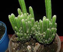 It is called the fairy castle for the reason that its branches clump together as it grows. Fairy Castle Cactus A Care Guide Sublime Succulents