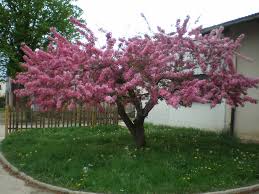 Image result for Malus × purpurea