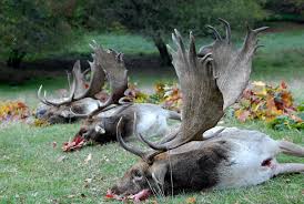 What is the best caliber for deer hunting? Hungary Fallow Deer Hunting Gp Voyages