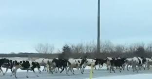 Although a drunk nate doesn't inspire the usual confidence, the team accepts to take on there are few better examples of this than the snow job, which opens with a national guardsman, wayne scott, and his family having their home foreclosed because of their failure to pay. Watch Now 75 Cows Flee Nwi Farm Stampede Miles Across Major Highways Local News Nwitimes Com