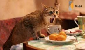 Discover and share the best gifs on tenor. Knups Leuke Dieren Plaatjes