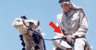 Collectible western americana saddles | ebay. The Story Of How Peter O Toole Taught Locals How To Comfortably Ride Camels I M A Useless Info Junkie