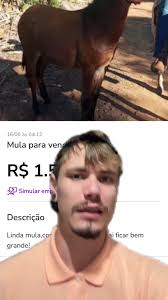 Desafio para 1500 Seguidores com Mulas de Patrão