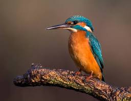 Find images of exotic birds. Why Does The Kingfisher Have Blue Feathers University Of Cambridge