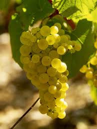 Epingle Sur Les Vins De Bourgogne