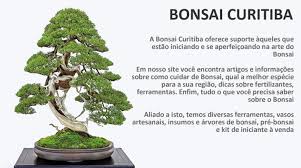 Araucaria angustifolia is an evergreen tree growing to 35 m (114ft) by 28 m (91ft) at a slow rate. Home Bonsai Curitiba