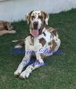 Texas Devine Danes & Aussies in Texas | Great Dane puppies | Good Dog