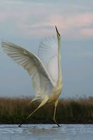 Pin On Wildlife