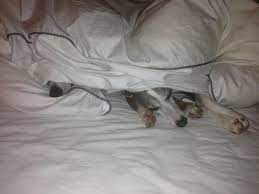Hunde liegen auf dem bett stockfotos und bilder kaufen alamy. Hunde Im Bett Das Problem Lumpi4 De Hundemagazin