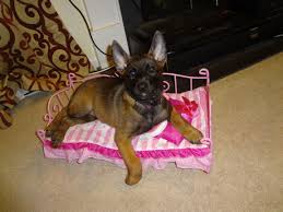 Puppy Princess Bed Zhivotnye