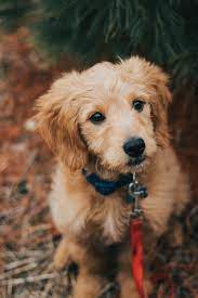 golden cinsi kopekler neden bu kadar populer cute dogs cute animals golden retriever