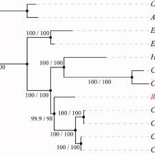 Image result for Pycreus fibrillosus