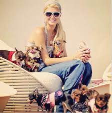 This story makes me legitimately sad. I Love Me Some Paris Hilton Chihuahua Cute Baby Animals Paris Hilton