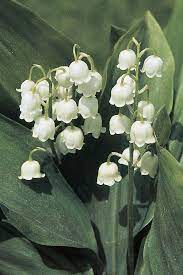 Because of their beautiful aesthetics, an entire lily of the valley garden looks . What Your Birth Flower Says About Your Personality Lily Of The Valley Flowers Birth Flowers Valley Flowers