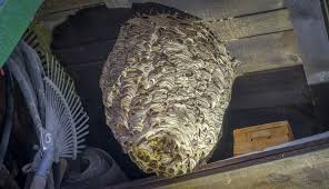 There is usually one or two guards at the entry and they will attack. Hornet Exterminator Columbus Ohio Best Hornet Removal Service Integrity Pest Solutions