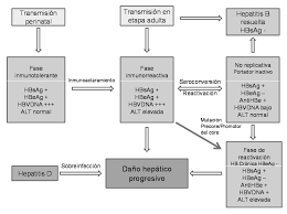 Resultado de imagen para hepatitis historia natural