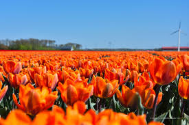 Poznaj ofertę orange i sprawdź nasze korzyści z łączenia usług w pakiety. Oranje Tulpen Die Weltenbummler