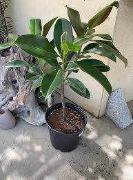 Image result for Ficus stuhlmannii