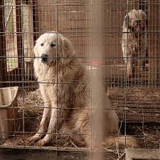 Check spelling or type a new query. Lamar County Puppy Mill Rescue Atlanta Humane Society