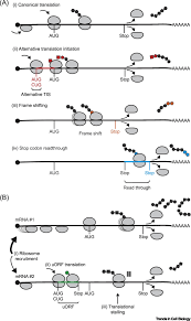 In molecular biology and genetics, translation is the process in which ribosomes in the cytoplasm or endoplasmic reticulum synthesize proteins after the process of transcription of dna to rna in the cell's nucleus. Heterogeneity In Mrna Translation Trends In Cell Biology