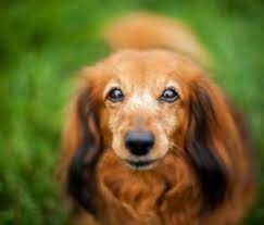 How Long Does A Dog Live? It Depends On His Size