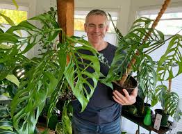 Monstera Adansonii Laniata Plant Care Houseplant Plants Plant Leaves