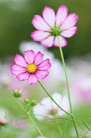 Pin By Luigina Pascutto On Fiori Acquerello In 2020 Cosmos Flowers Pretty Flowers Flower Pictures