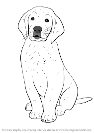 Golden retrievers have an instinctive love of water. Learn How To Draw Golden Retriever Puppy Dogs Step By Step Drawing Tutorials