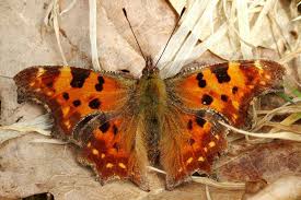 Image result for Polygonia c-album