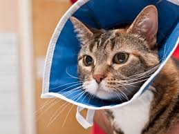 What are cat shock collars? E Collar Alternatives For Cats