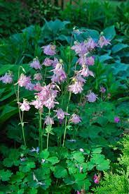 Pin On Flowers Group Board