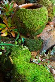 Instructions For Creating Moss On Pots Ingredients 1 Part Moss 1 Part Sugar 2 Parts Beer Or Yogurt Or Buttermilk Mix T Moss Garden Growing Moss Plants