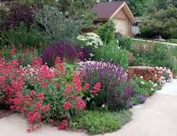 Pin On Yard And Garden Low Water Garden