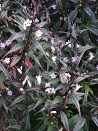 Image result for Strobilanthes anisophylla