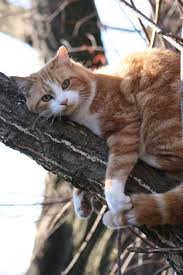 The Hangover By Kim Carr Cute Cats Pretty Cats Cute Animals