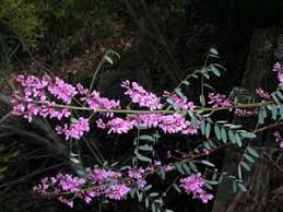 Image result for Indigofera longistaminata