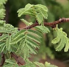 Image result for Acacia afra