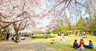 Taman bunga cinta updated their cover photo. Menikmati Bunga Sakura Di Seoul