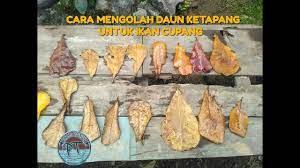Bagi pecinta ikan cupang, khasiat daun ketapang sudah tidak diragukan lagi. Cara Mengolah Daun Ketapang Untuk Ikan Cupang Parastutorial Youtube