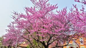 Online orchards eastern redbud tree bare root (93) model# flrb001. Redbud Welcome To Whitehouse Ohio