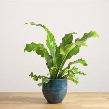 Image result for sleziník Asplenium