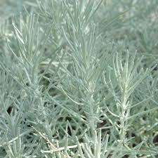 We did not find results for: Curry Plant Helichrysum Italicum