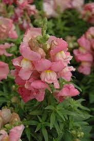Antirrhinum Majus Flower Zone Best Flower Wallpaper