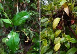 Image result for Maerua descampsii