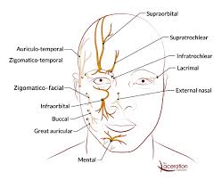 Image result for Forehead Regional Block