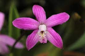 Laelia Ghyllanyi Orchids Unique Trees Orchidaceae