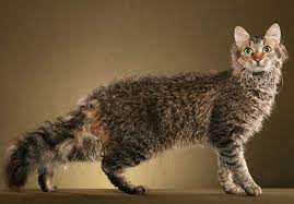 The Most Expensive Cats In The World They Cost A Fortune Laperm Cat Breeds Rare Cat Breeds