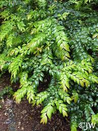 Image result for Vaccinium stanleyi