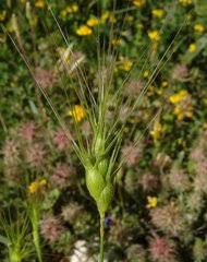 Image result for Anadelphia  trispiculata