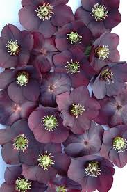 Emerald wedding accessories (especially with emerald stones), bridal party dresses, crystal emerald centerpieces filled with neutral and ivory shades of flowers with fresh foliage trailing down look stunning. Plum Colored Flowers Weddingideas Halloweenwedding Flowers Plant Bud Trees To Plant Plum Color